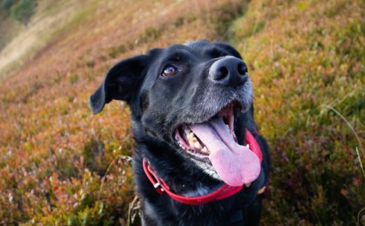 山野户外黑色狗狗图片