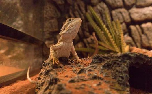 鬃狮蜥得肺炎了怎么办