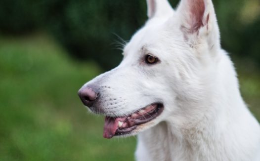 白色牧羊犬狗狗图片