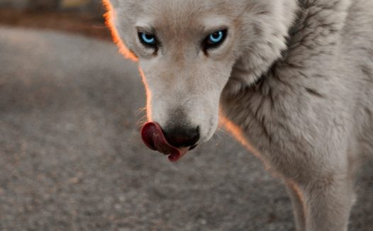 蓝眼睛的狗狗图片