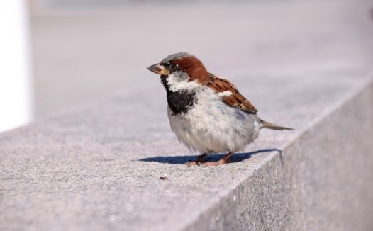 一只小麻雀图片