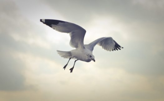 天空飞翔的海鸥图片