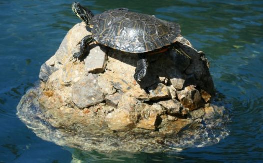 小乌龟休憩图片