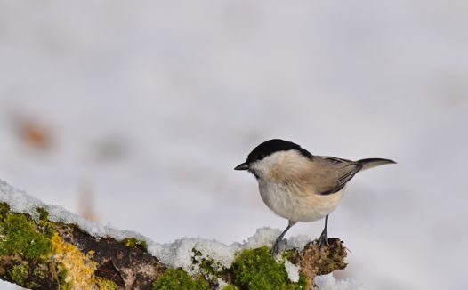 冬季雪地白脸山雀摄影图片