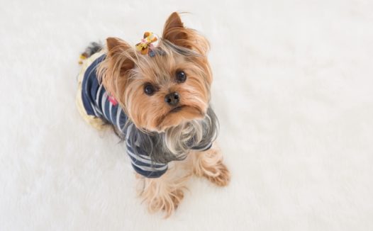 约克夏犬可爱图片