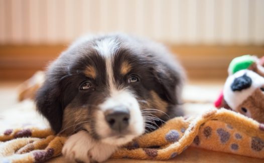 看家无聊的狗狗图片