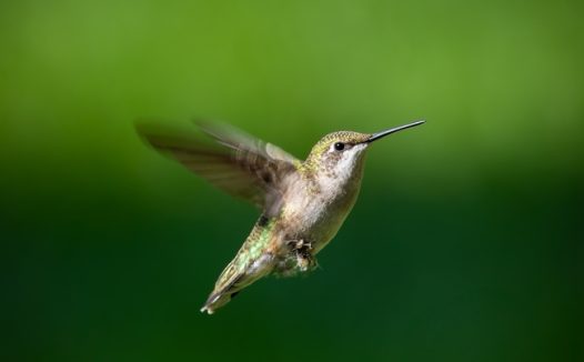 野生红喉北蜂鸟摄影图片