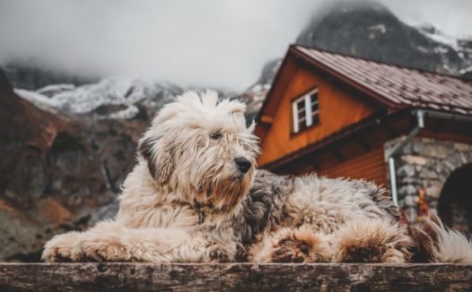 躺在家门口的宠物图片