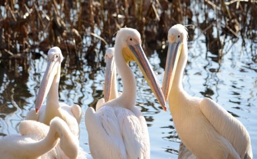 一群白色鹈鹕图片