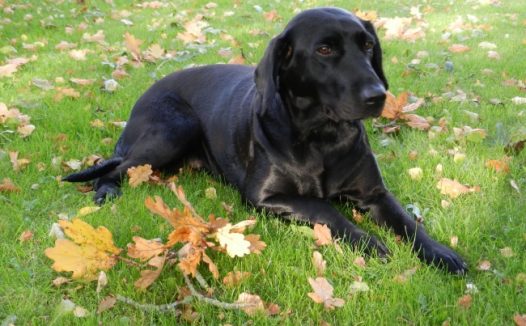 拉布拉多黑色犬图片