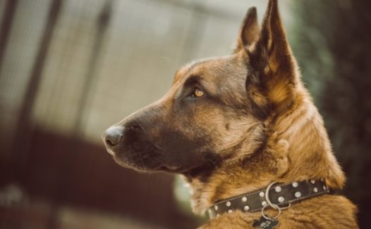 纯种德国牧羊犬图片