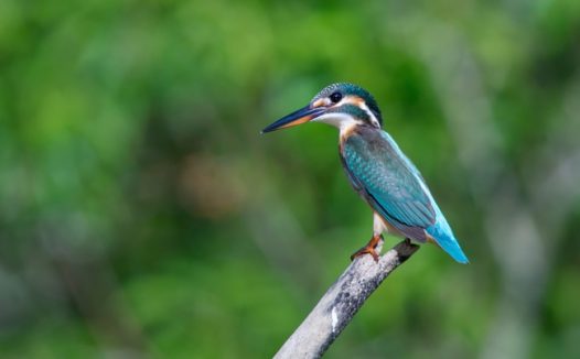 站在细木条上的蓝色翠鸟摄影图片