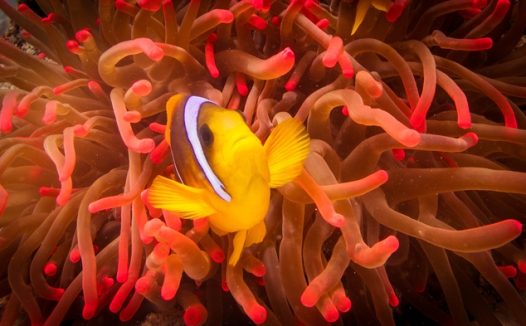 水下世界海葵小丑鱼摄影图片