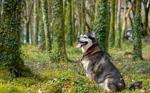绿色树林西伯利亚雪橇犬摄影图片