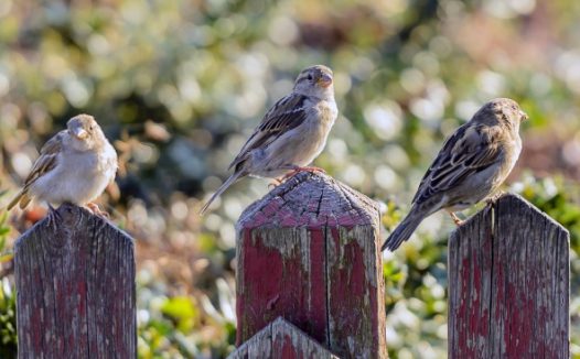 栅栏上麻雀图片