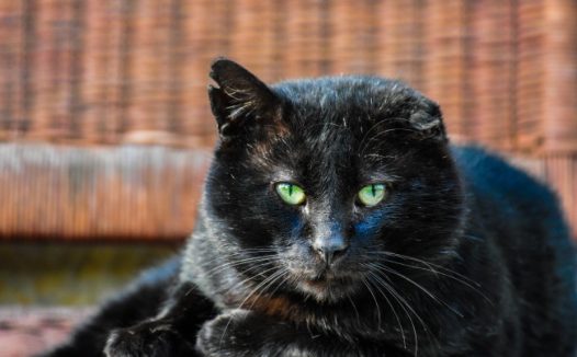 黑色萌猫咪图片