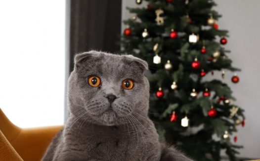 纯种折耳猫图片