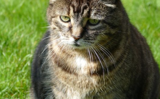 绿色草地可爱肥猫图片