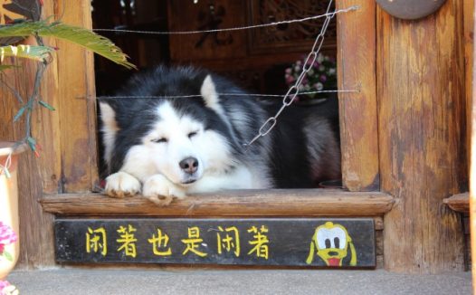 哈士奇搞笑图片