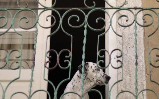 阳台上的斑点狗图片