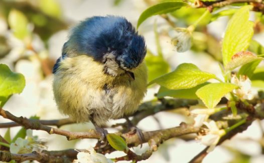 蓝鹊鸟整理羽毛图片