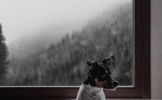 可爱呆萌田园犬图片