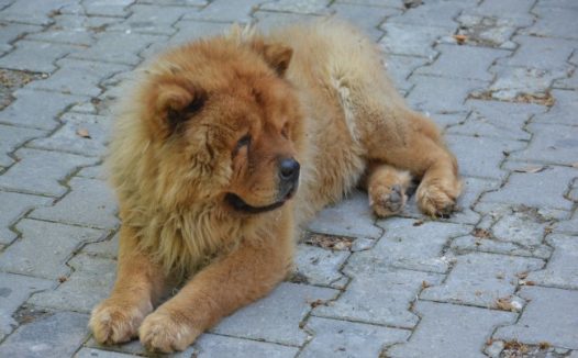 宠物狗松狮犬图片