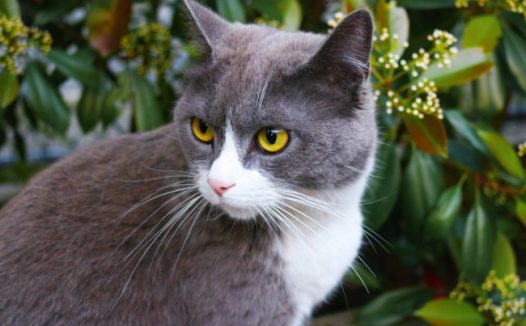 灰黑色宠物猫图片