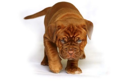 高清斗牛犬图片