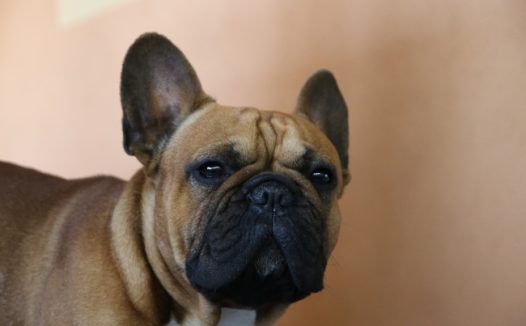 法国斗牛犬头部特写图片