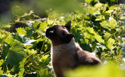 暹罗猫晒太阳图片
