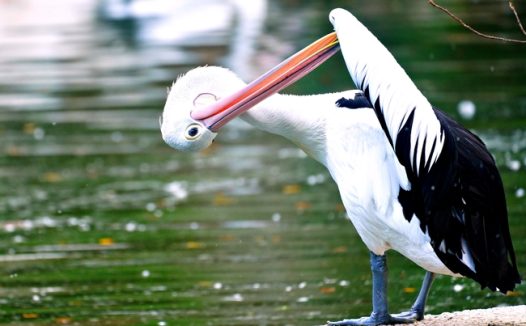 湖边澳大利亚鹈鹕摄影图片