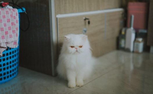 白色长毛波斯猫图片