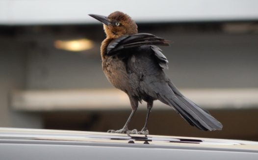 灰色小麻雀图片