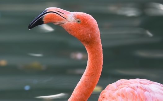 河边喝水的火烈鸟摄影图片