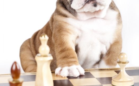 小狗与国际象棋图片