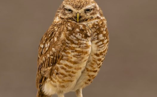 穴居猫头鹰图片