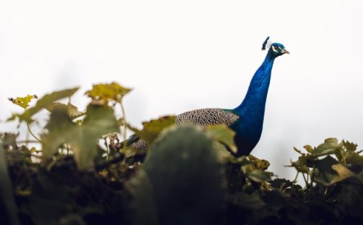 美丽蓝色孔雀图片
