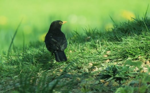 绿草地里的黑鸟图片