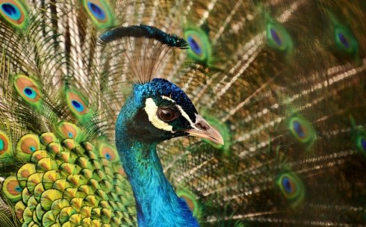 孔雀开屏局部特写摄影图片