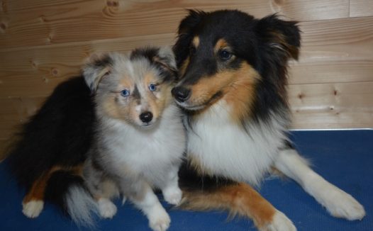 两只牧羊犬图片