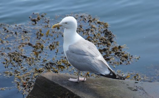 海岸漂亮海鸥图片