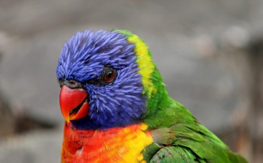 澳洲鹦鹉图片