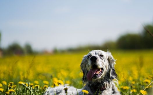 蓝天白云花海狗狗写真摄影图片