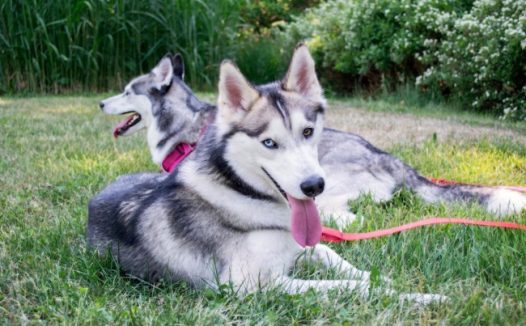 赫斯基大型狗图片