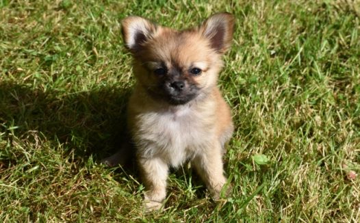 可爱小狗狗卖萌图片