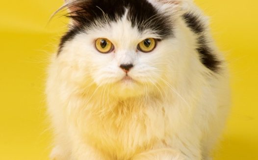 高清可爱肥猫图片