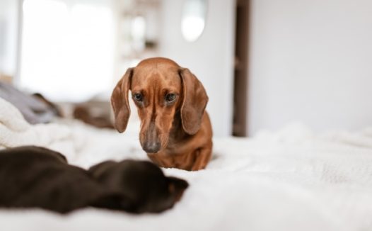 纯色短毛腊肠犬图片