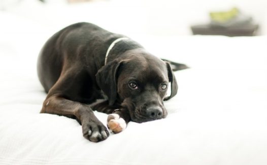 黑色宠物狗狗图片