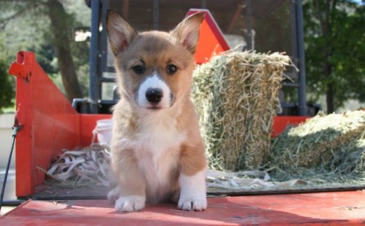 可爱柯基犬图片